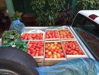Tomateros, a punto de perder 700.000 kilos de su producción