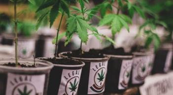 Marito firma decreto que crea programa nacional para cultivo de cannabis