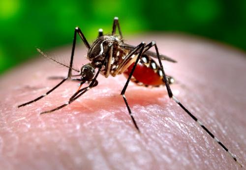 ¡Esto no es un simulacro! El dengue ya está atacando