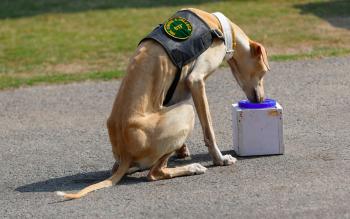 Canes pueden detectar más rápido casos de Covid-19, según un instructor