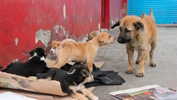 Refugio y centro de adopción para animales rescatados, el anhelo de Teresita Álvarez
