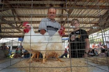 Brote de salmonella: EE.UU pidió dejar de besar a las aves de corral