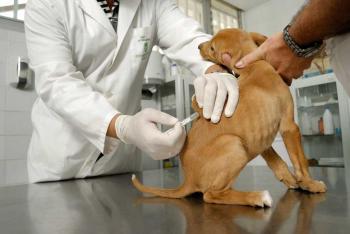 Rusia ya vacuna hasta mascotas. ¿Y Paraguay?