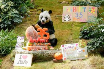 El panda más viejo del mundo cumple 35 años