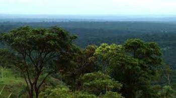 Mbaracayú: Alertan sobre plantaciones de marihuana y deforestación