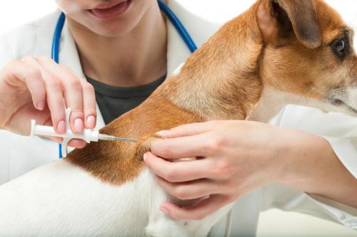 Vacunación antirrábica gratuita para las mascotas