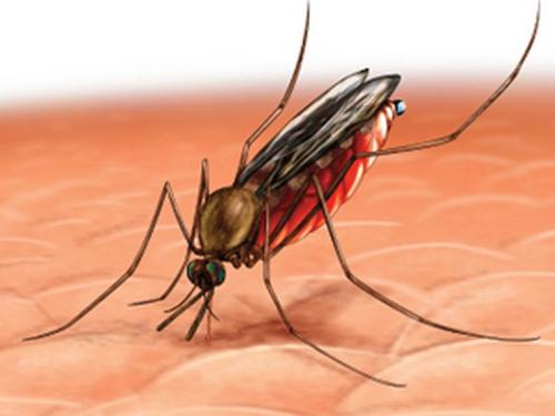 Salud detecta un caso de malaria importado en nuestro país