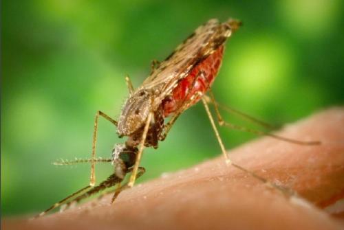 Paraguay se mantiene libre de Malaria autóctona