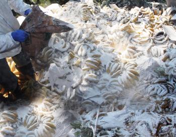 Destruyen 5.900 kilos de bananas decomisadas