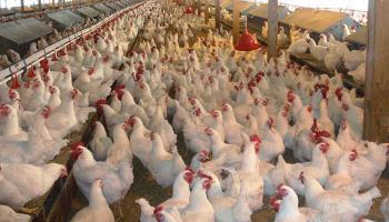 Crisis en el sector avícola: “Muchas granjas están cerrando”